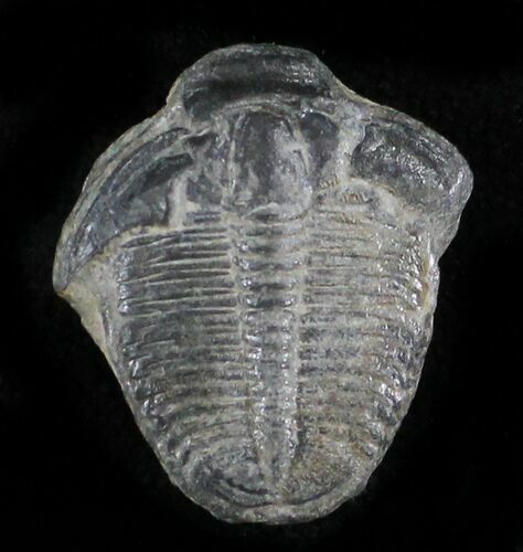 Elrathia Trilobite - Wheeler Shale, Utah #24844